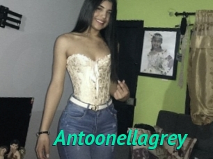 Antoonellagrey