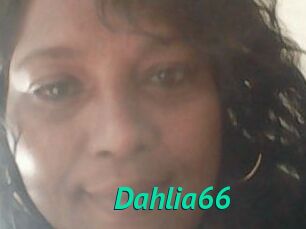 Dahlia66