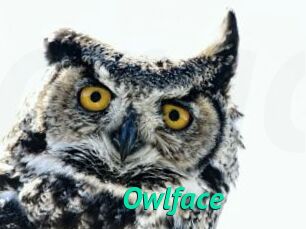 Owlface